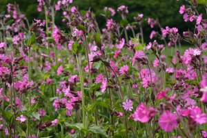 Lychnis dioica (red campion)